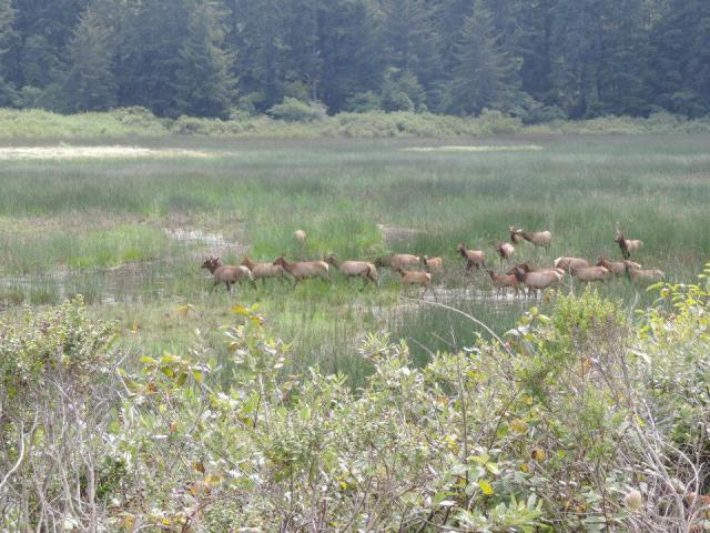 Roosevelt Elk are abundant - apparently - in certain parts of northern California.