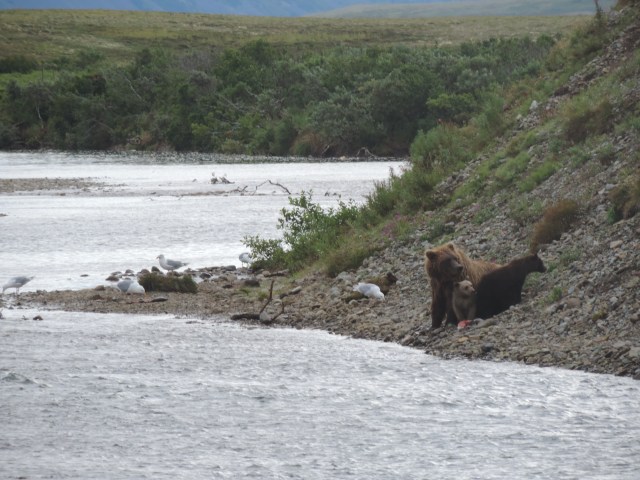 Baby bears with their mother at the Katmai Preserve in Alaska.
