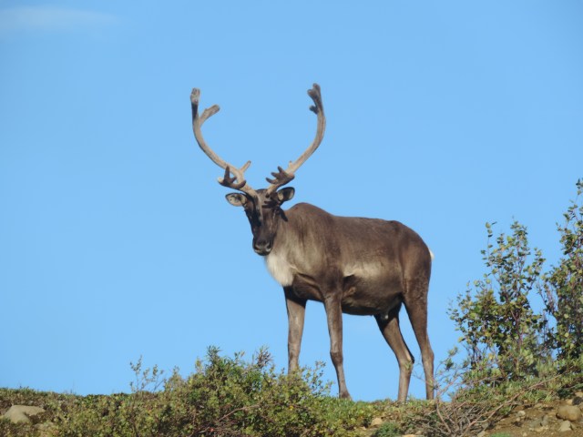 A caribou checks out visitor at Denali National Park.